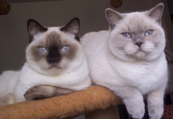 feli&cesmin