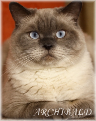 archibald