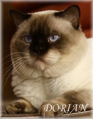 dorian