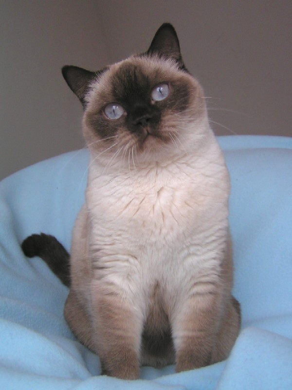 feli