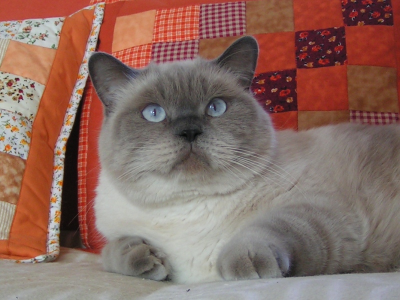archibald