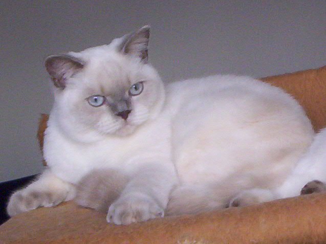 cesmin