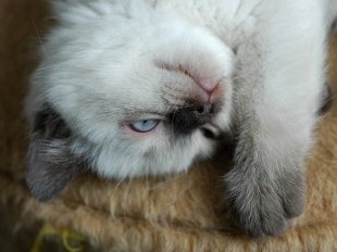 feli