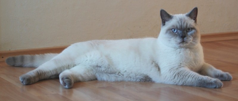 macicka