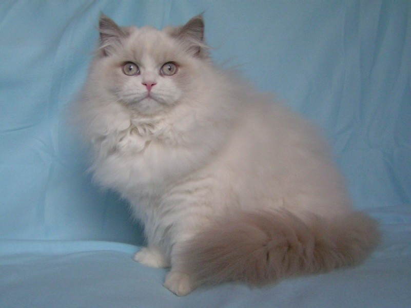 macicka