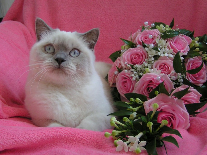 fifi