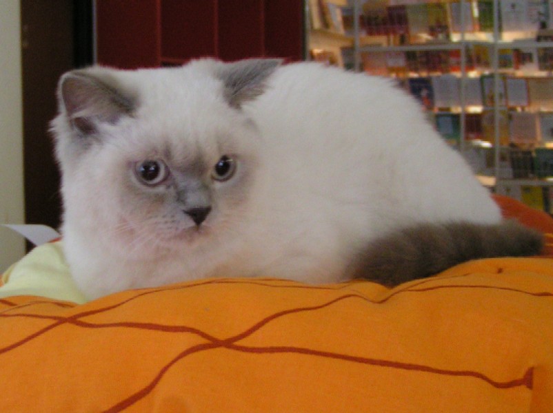 fifi