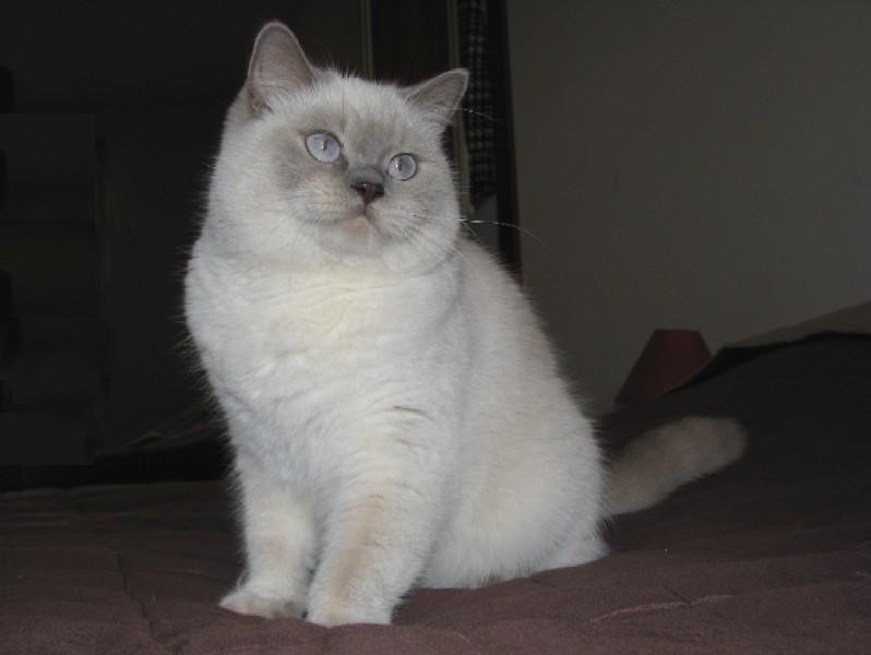 macicka