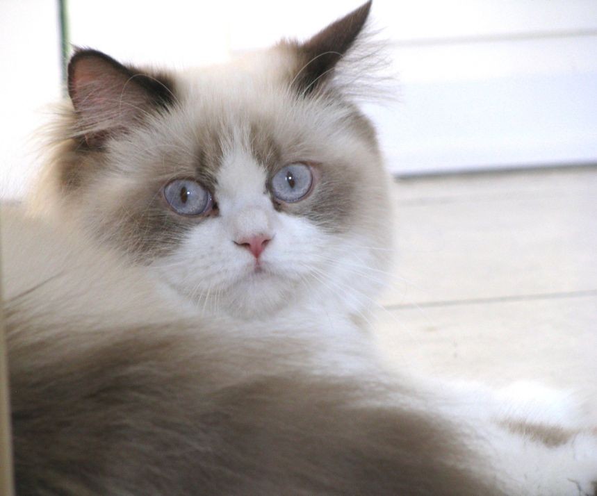 lucy