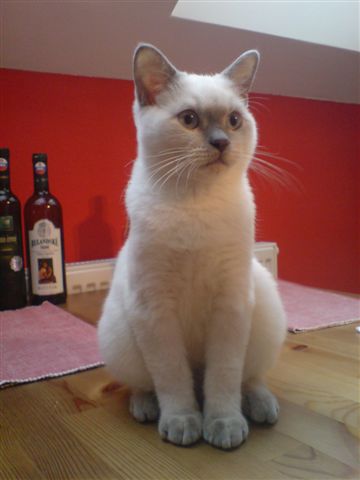 gilbert