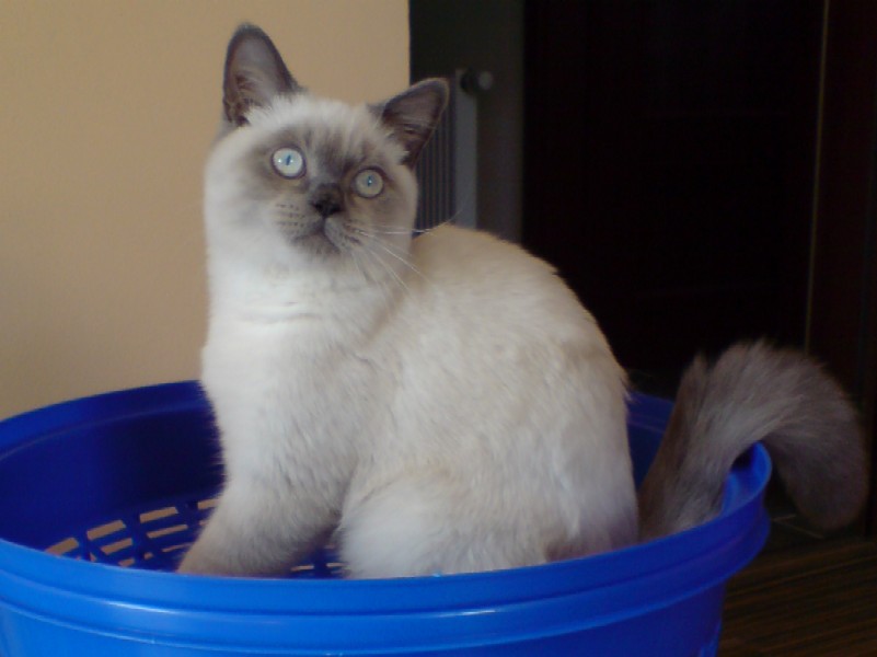 gilbert