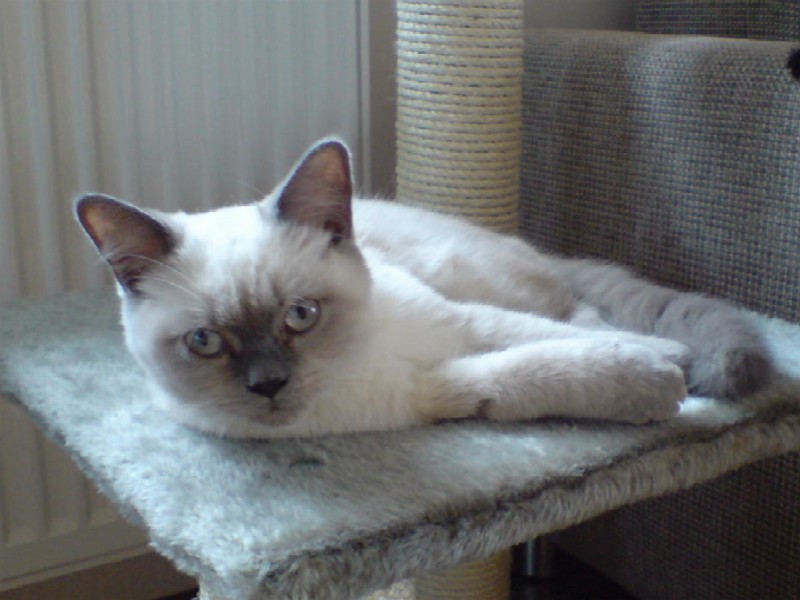 gilbert