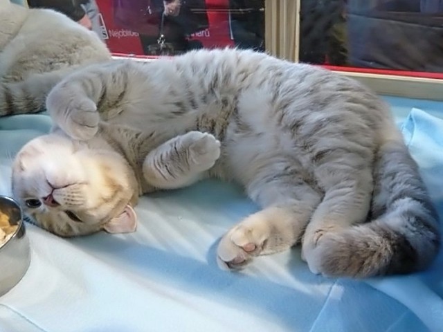 howard