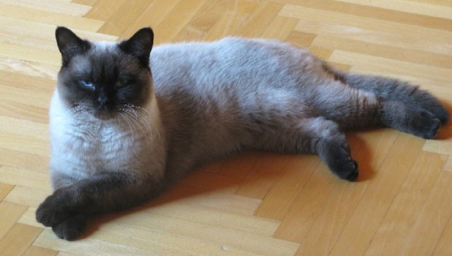hugo